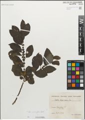 Foto von Salix myrsinifolia Salisb.